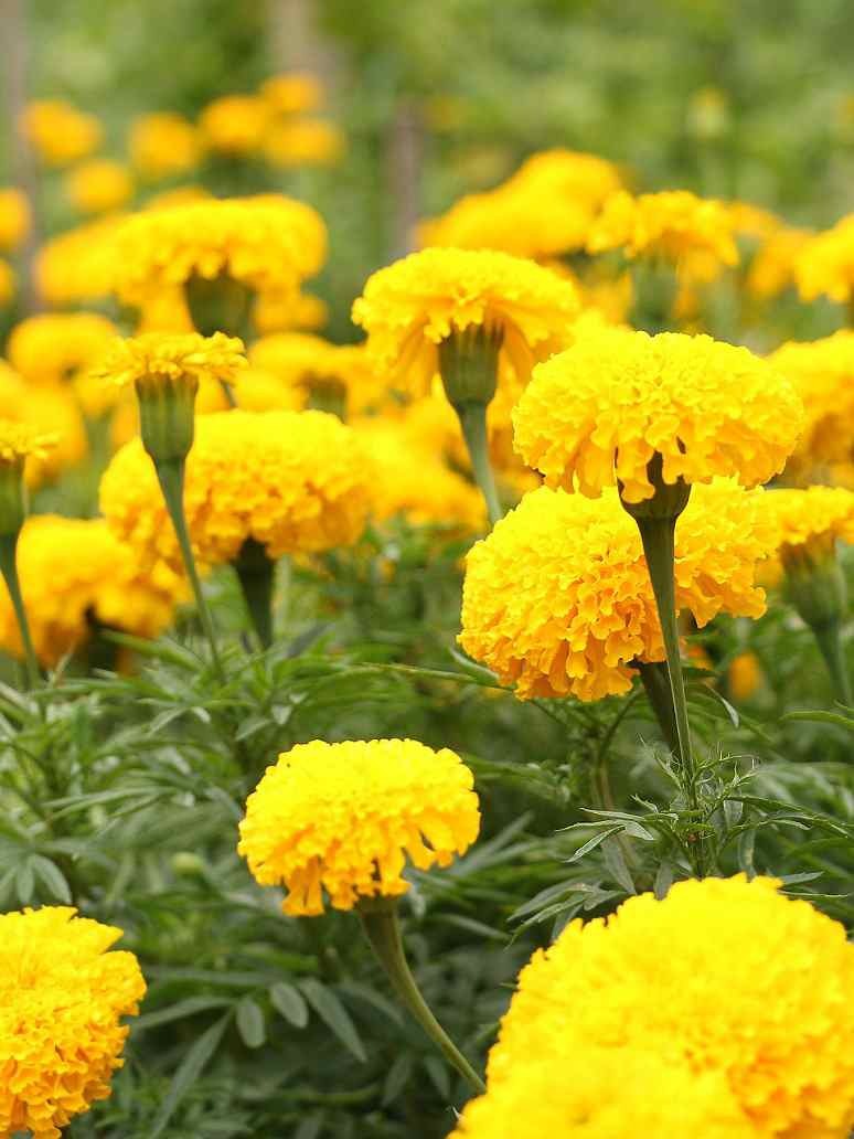 Find out why we use Marigold flowers at our Organic Farms