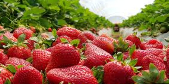 Our Famous Strawberries from Mahabaleshwar are here!