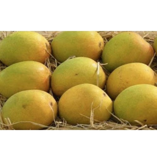 Organic Alphonso Mango Pulp 
