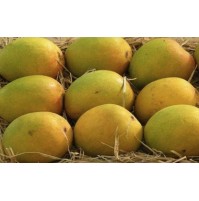 Mango - Ratnagiri Alphonso (Smaller Sized, 1-3 days to ripen)