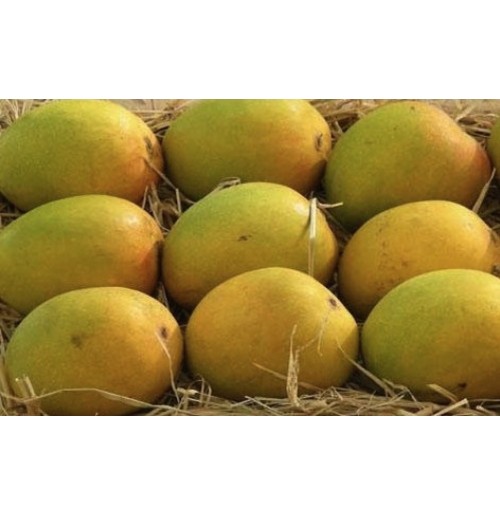 Mango - Ratnagiri Alphonso (2-3 days to ripen)