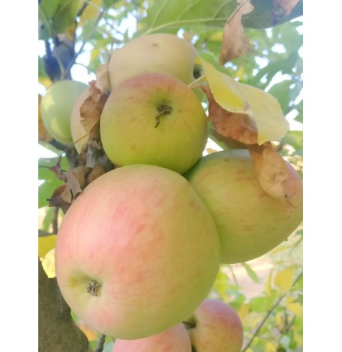Organic Apples (Ambri) - the original Indian apple