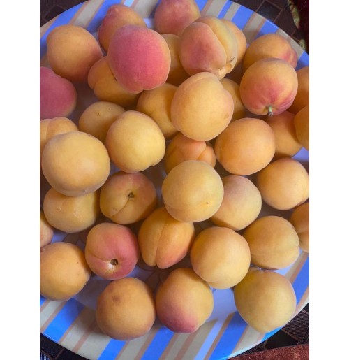 Halman Apricot (from Ladakh, 500gms)