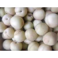 Apricot (from Himachal, 500gms)