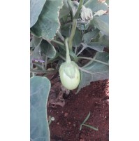 Brinjal (natti, greenish)