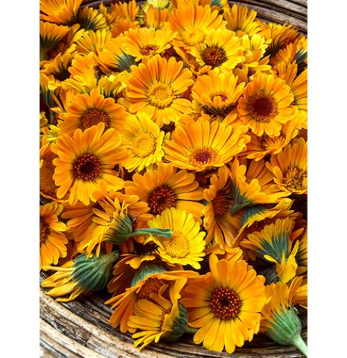 Seeds - Calendula Orange Flower