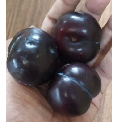 Plums FRIAR  (From Himachal, 700gm Box)