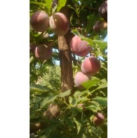 Plums Frontier  (From Himachal, 500gm Box)