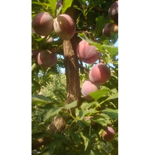 Plums Frontier  (From Himachal, 500gm Box)