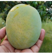 Mango - Himsagar (from Bihar, ripen in 2-3 days)