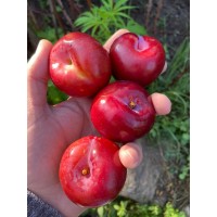Plums (Red Bute, From Himachal, 500gm Box)