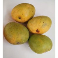 Mango - Banganapalli (Award Winning Mangoes from HB Farm)