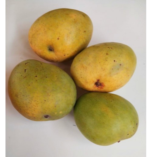 Mango - Banganapalli (Award Winning Mangoes from HB Farm)