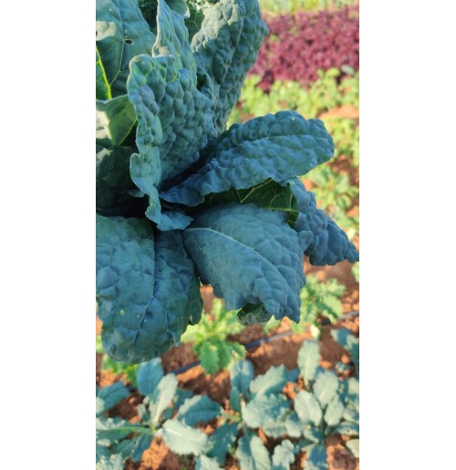 Kale Green - TUSCAN (100 gms each bunch)