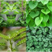 *Immunity Greens Mix (120gms, assorted 6 herbs, Satva Farm)