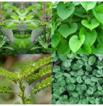 *Immunity Greens Mix (120gms, assorted 6 herbs, Satva Farm)