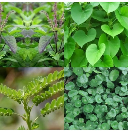 *Immunity Greens Mix (120gms, assorted 6 herbs, Satva Farm)