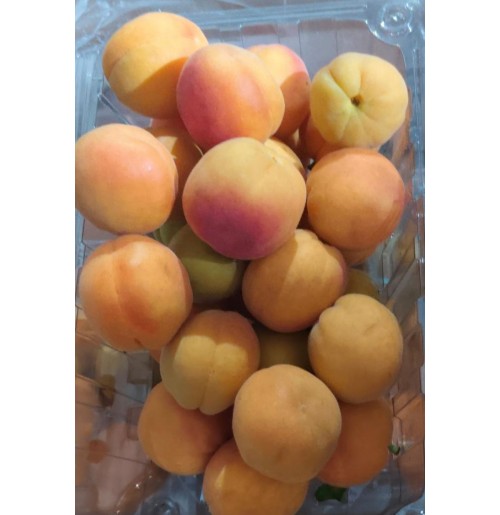 Halman Apricot (from Ladakh, 600gms)