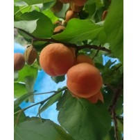 Ladakh Apricots (500gms)