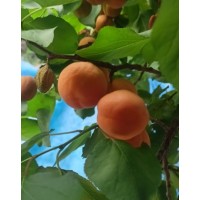 Ladakh Apricots (500gms)