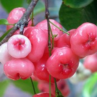 Malaysian Apple Red (Water Apple)