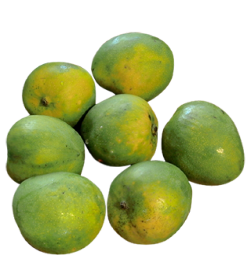 Mango - Malgova  Natti (ripen in 2-3 days)