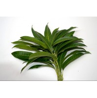 Mango Leaf Bunch