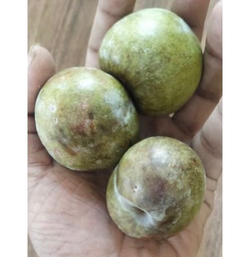 Plums Mariposa (From Himachal, 650gm Box)