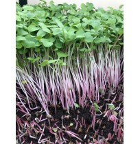  Micro Greens - Pink Raddish  (50gms, Harvested)