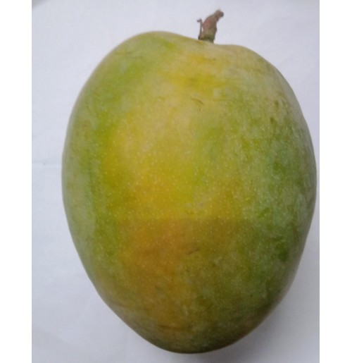 Mango - Rajapuri (Will ripen 2-3 days, from Maharastra)