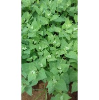 Chakotha (Sakothina, Parrupu/ Bathua)