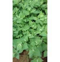 Sakothina (Parrupu/ Bathua)