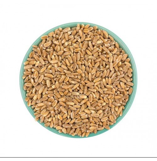 Emmer Wheat Grain