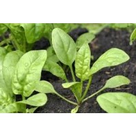 Seeds - Spinach