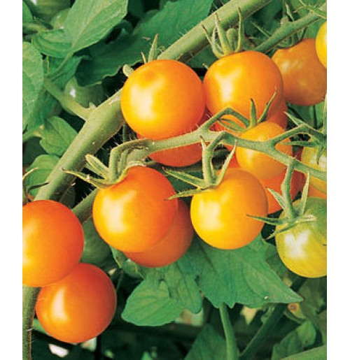 Seeds - Sungold Cherry Tomato