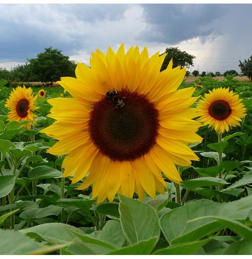 Seeds - Giant African Sunflower