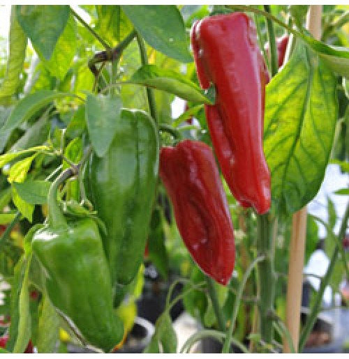 Seeds - Red Long Peppers - Sweet