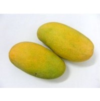 Mango - Amrapali (RIpen 2-3 days)