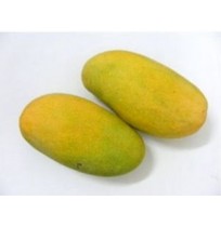 Mango - Amrapali (RIpen 2-3 days)