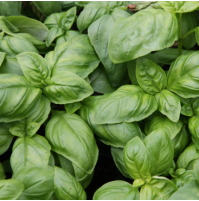 *Italian Basil Fresh (75gm box, Satva)