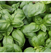 *Italian Basil Fresh (75gm box, Satva)