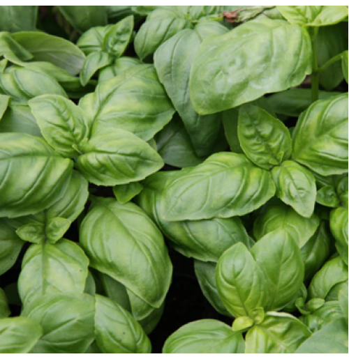 *Italian Basil Fresh (75gm box, Satva)