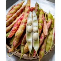 Butter Beans (Lima Beans) - SHELLED (250gms, Packed in Ziplock)