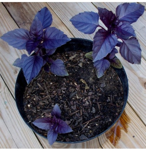 Seeds - Deep Purple Basil