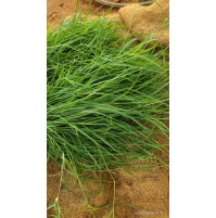 Druva Grass Fresh (50gms)