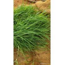 Druva Grass Fresh (50gms)