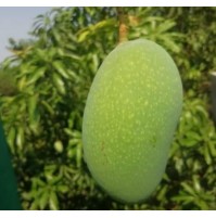 Mango - Fazil (ripen in 2-3 days)