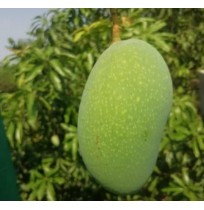 Mango - Fazil (from Bihar, ripen in 2-3 days)