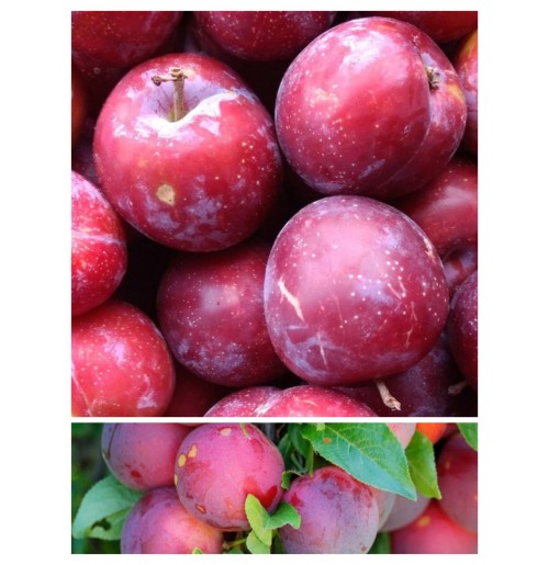 Plums Fortune  (From Himachal, 500gm Box)