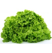 Lettuce Green - Romaine